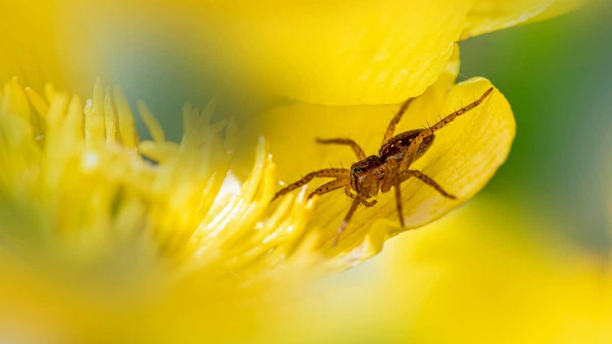 Raft spider