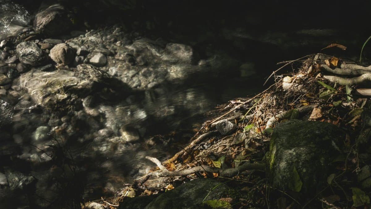 Calm stream flowing over rocks with sunlight highlighting roots and foliage.