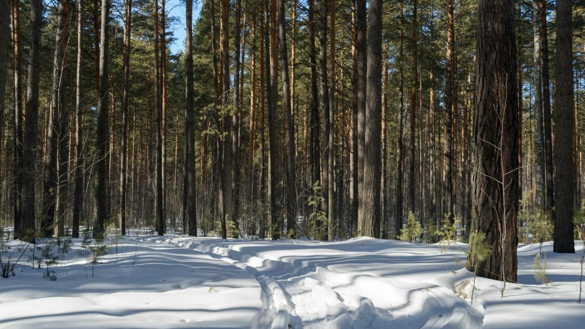 Tranquil winter forest scene with a snow-covered path under tall trees.