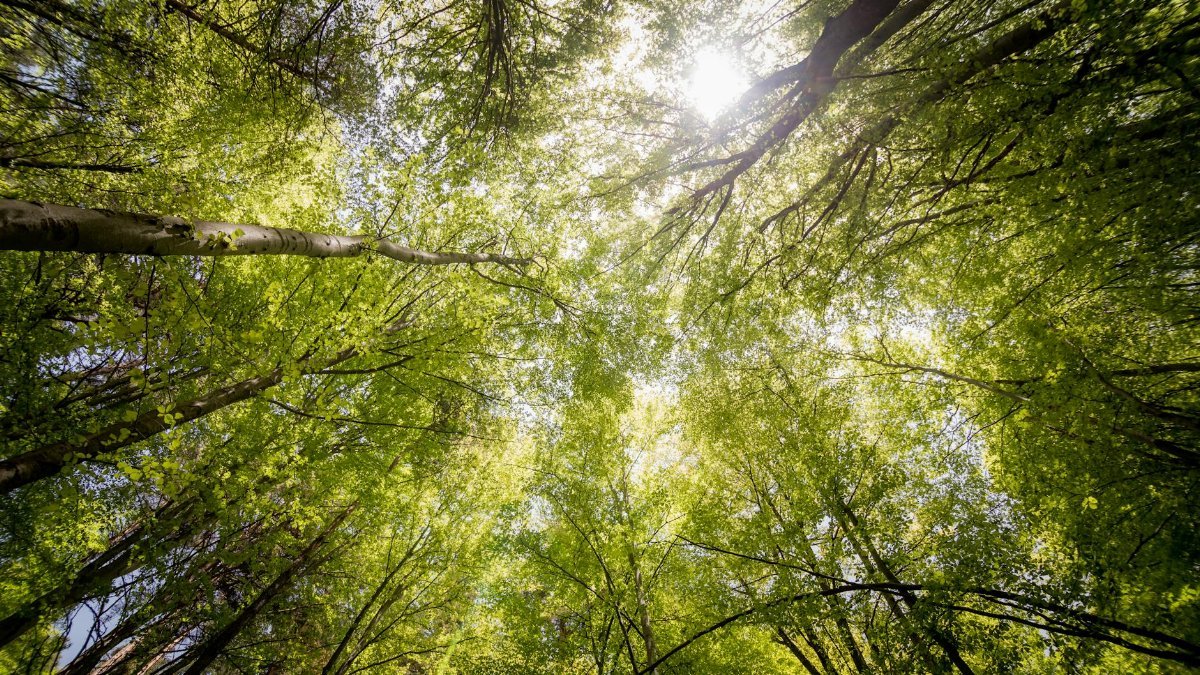 Sunlit view of green trees in a forest looking upwards, captured in daylight.