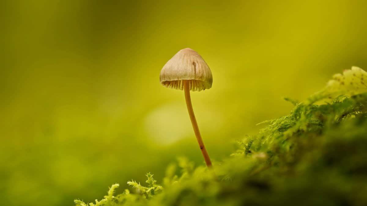 Close-up of a single mushroom surrounded by vibrant green moss and foliage.
