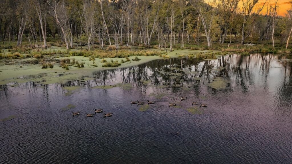 Tranquil evening view of ducks and bare trees by a serene lake in Tell, WI.