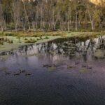 Tranquil evening view of ducks and bare trees by a serene lake in Tell, WI.