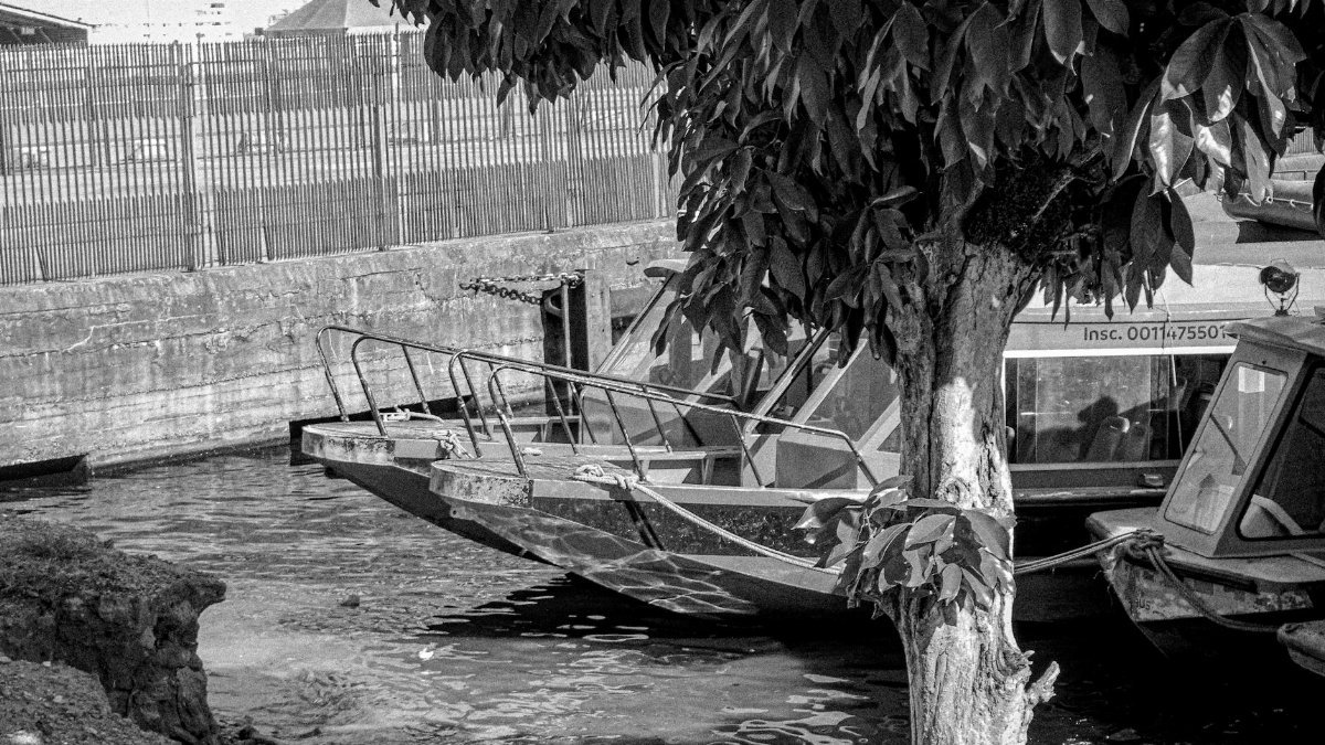 Black and white image of boats docked by a tree along a waterfront, evoking nostalgia.