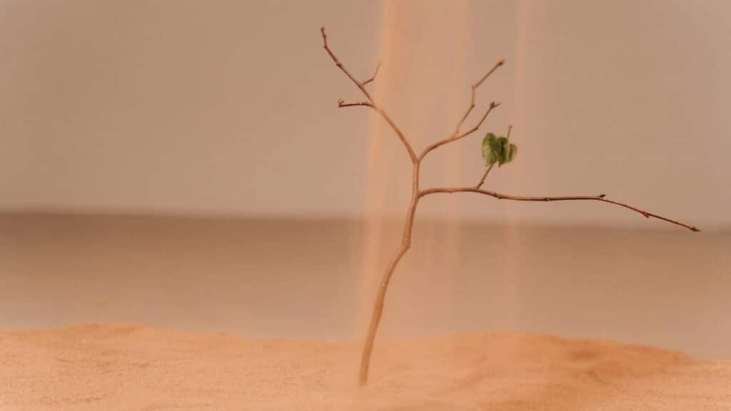 A single branch in sand with a leaf highlighting themes of dryness and perseverance.