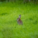A wild rabbit sits in a vibrant green meadow during spring, showcasing natural beauty.