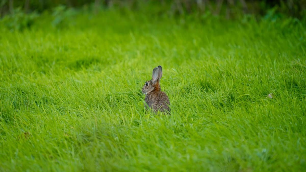 A wild rabbit sits in a vibrant green meadow during spring, showcasing natural beauty.