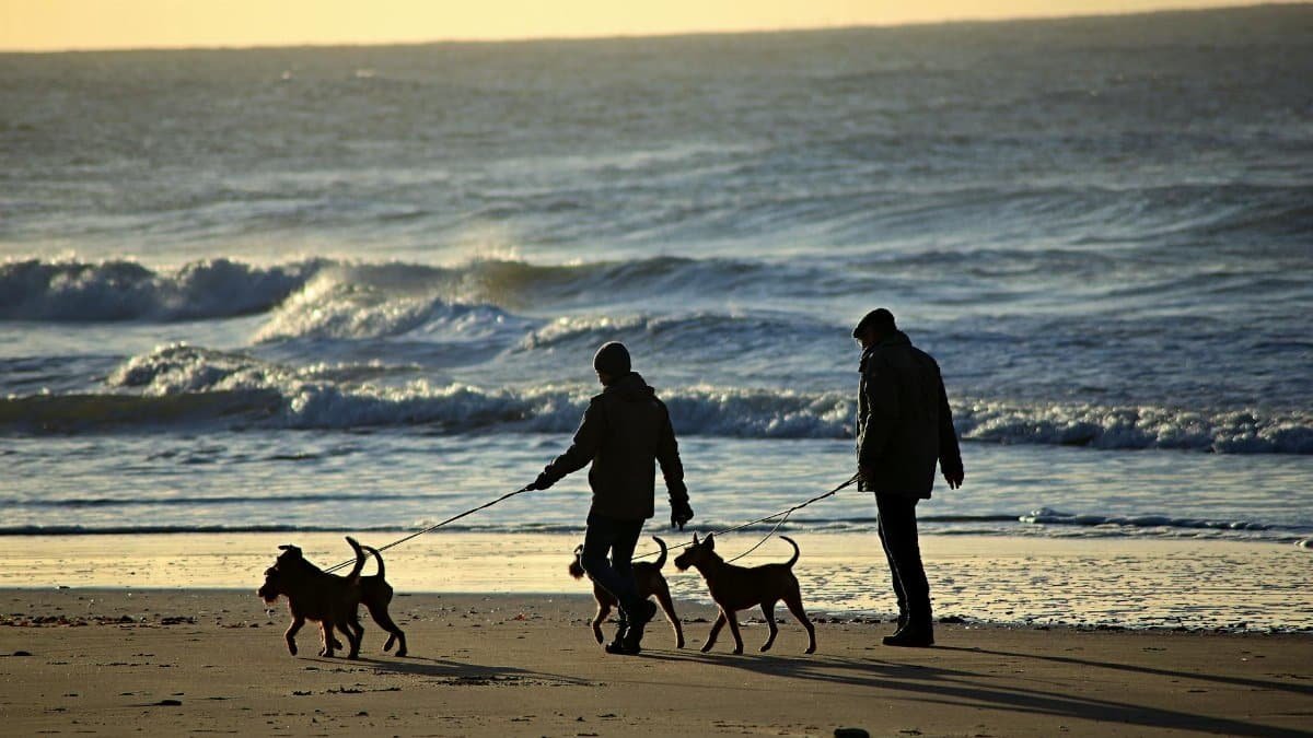 Two individuals walking dogs on a beach during sunset in La Tranche-sur-Mer, France.