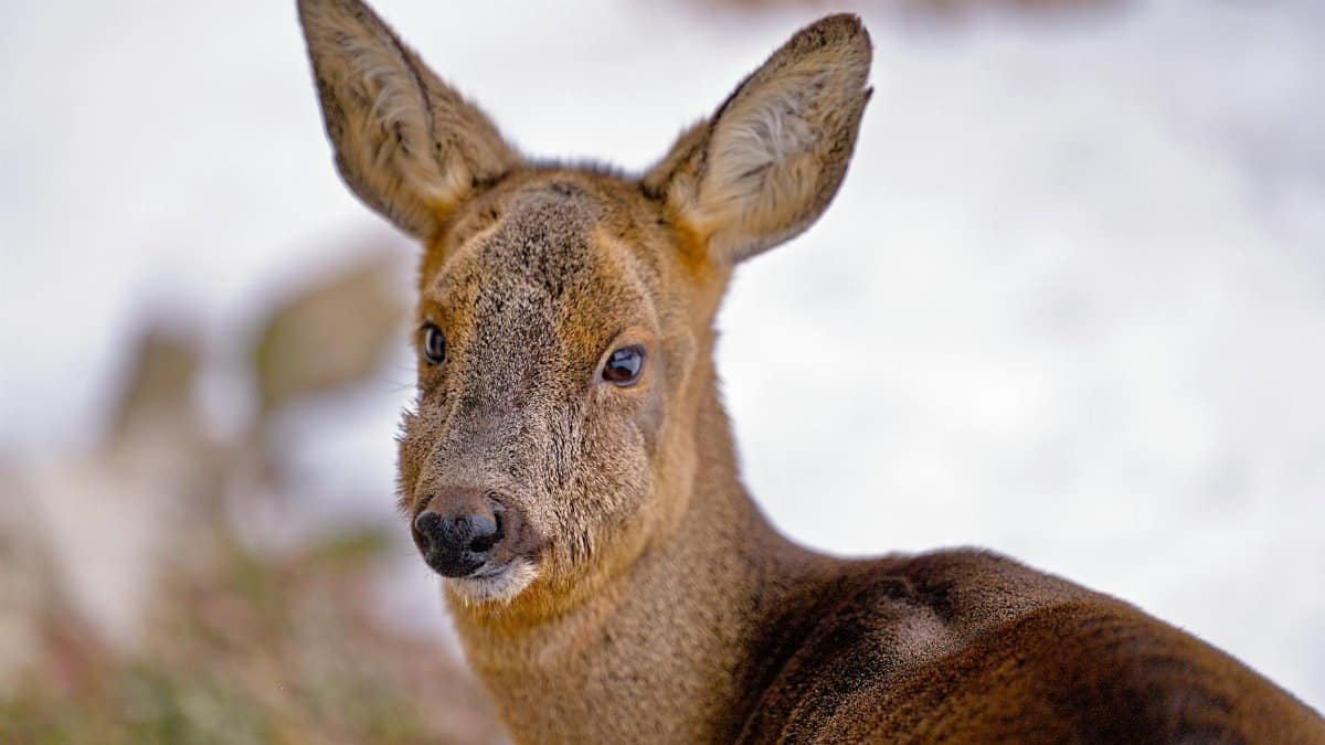 A close-up of a roe deer against a snowy winter backdrop, capturing natural beauty.