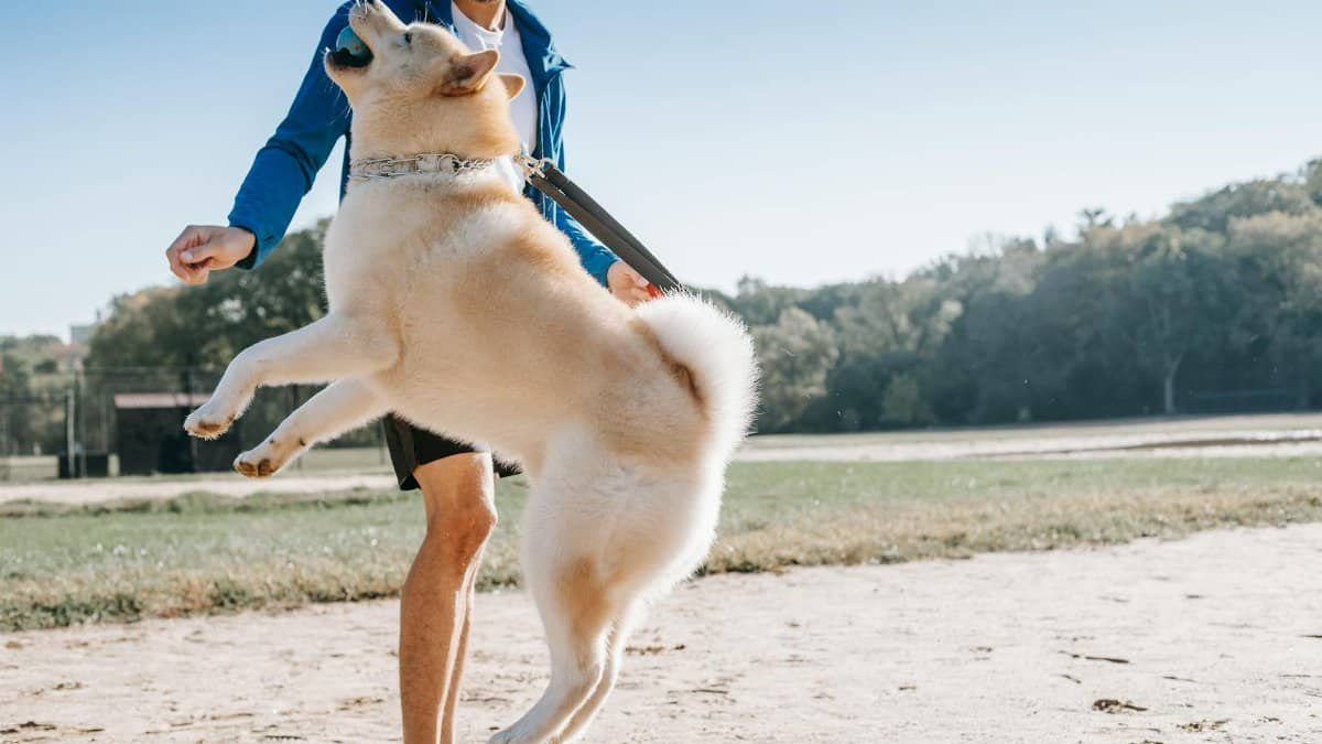 An adult man training a fluffy West Siberian Laika dog outdoors in a sunny park setting.