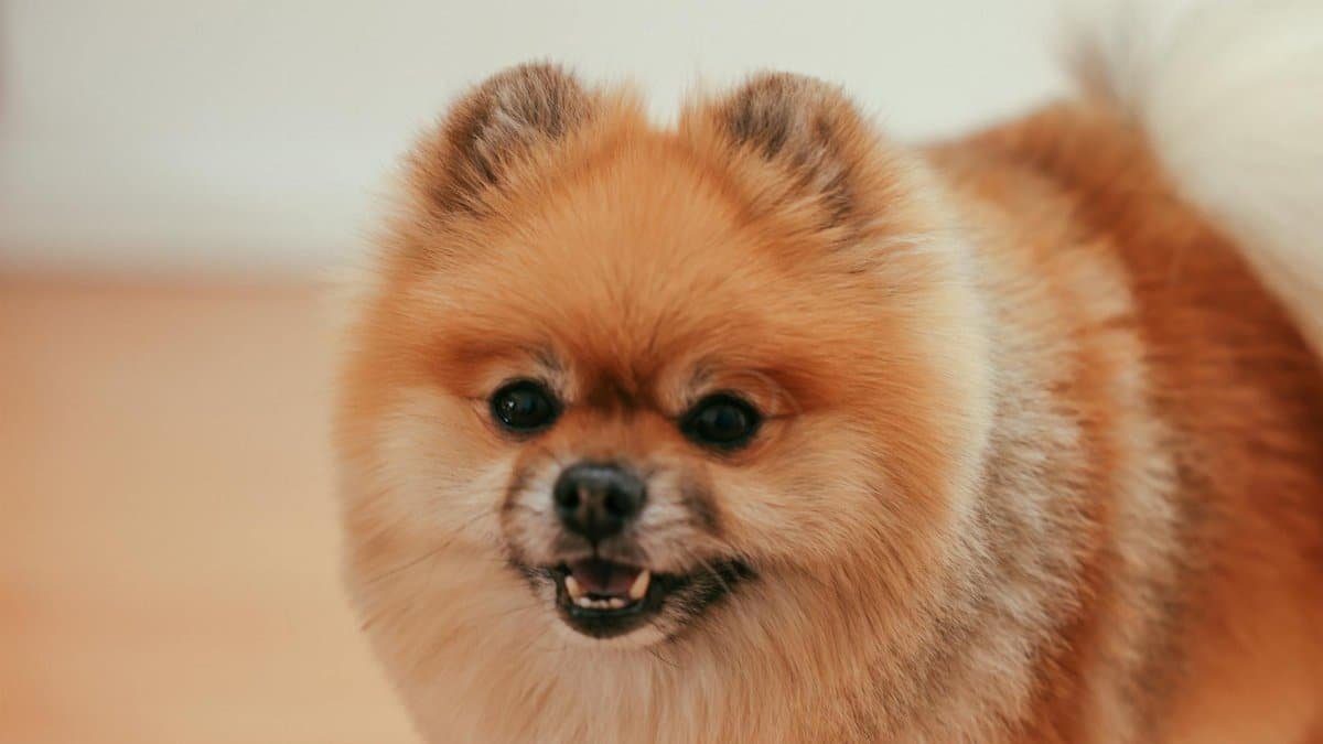 Charming Pomeranian dog posing with a fluffy coat and friendly expression in an indoor setting.