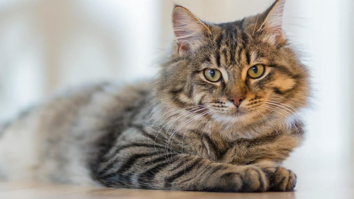 Fluffy tabby cat lounging indoors, exuding calm and curiosity.