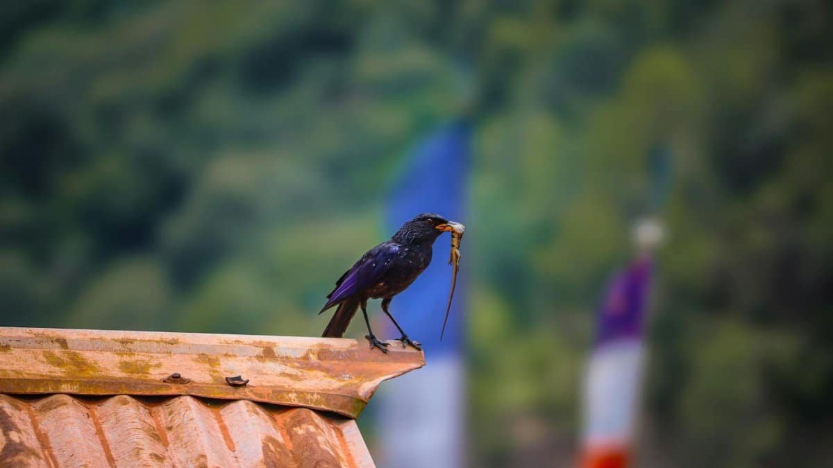A colorful bird perched on a rusty rooftop holding prey with soft, blurred green background.