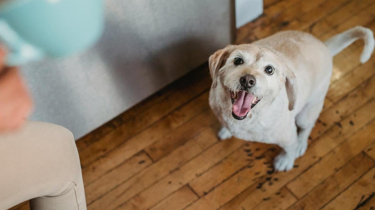 Happy dog looking up eagerly in a cozy wooden floored home setting.