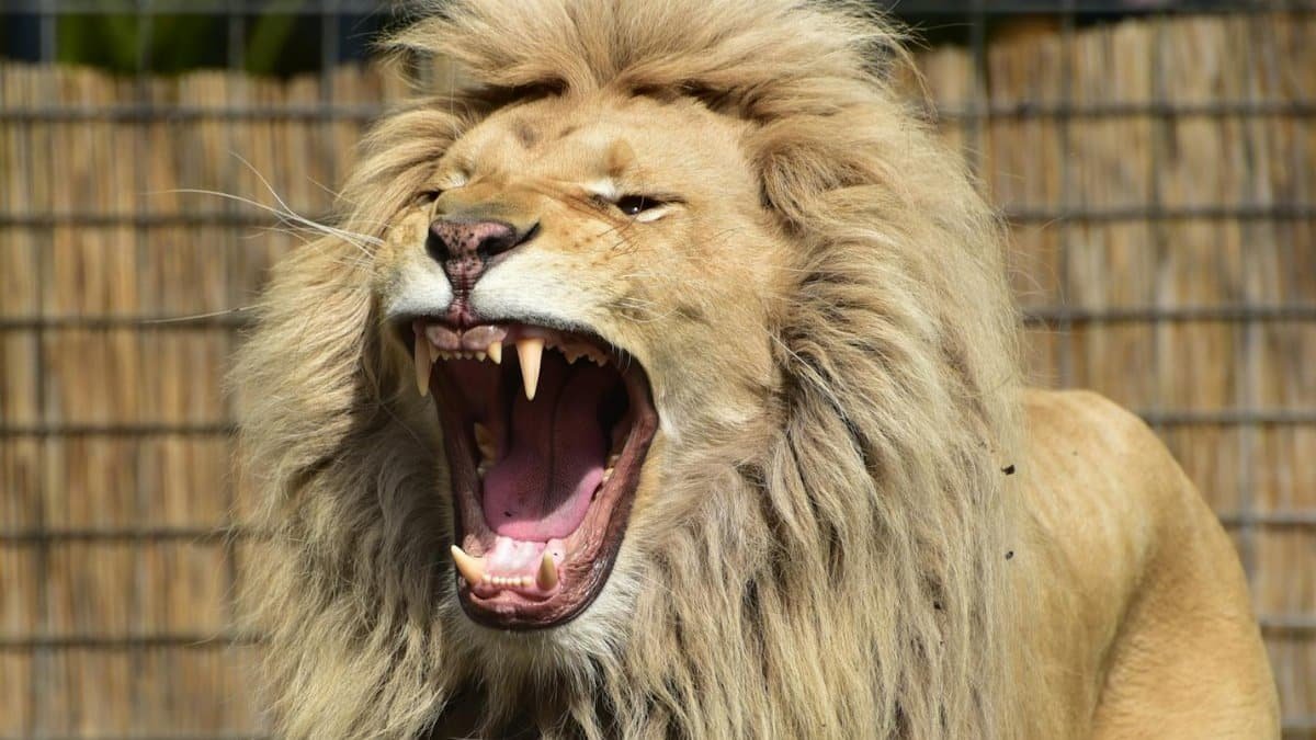 Close-up shot of a roaring lion showcasing its majestic mane in a zoo setting.