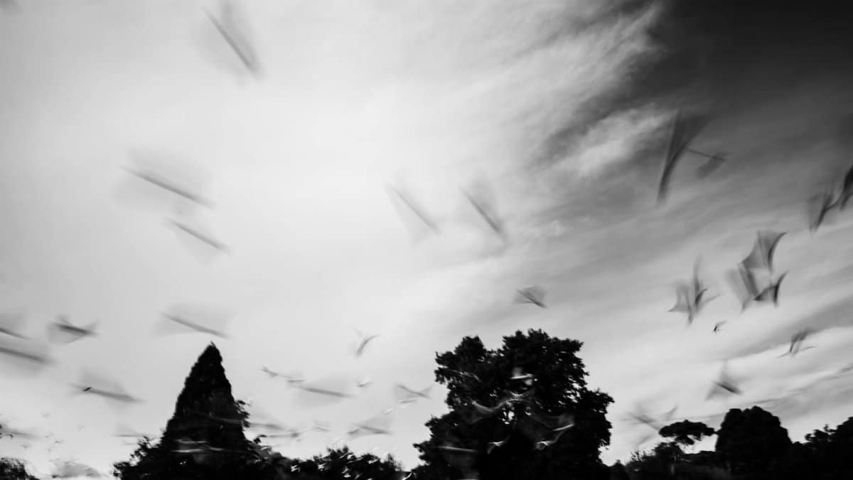 Artistic black and white capture of birds in flight against a textured sky.