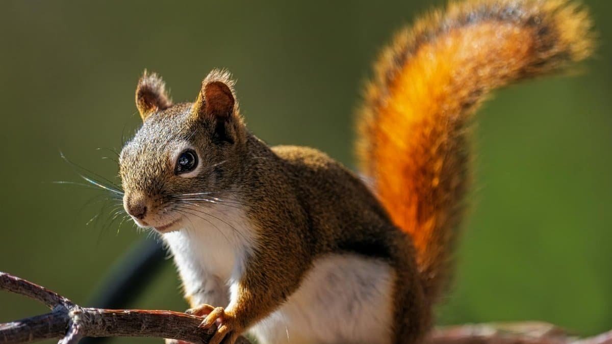Captivating close-up of a red squirrel perched on a branch, showcasing rich fur detail and natural habitat.