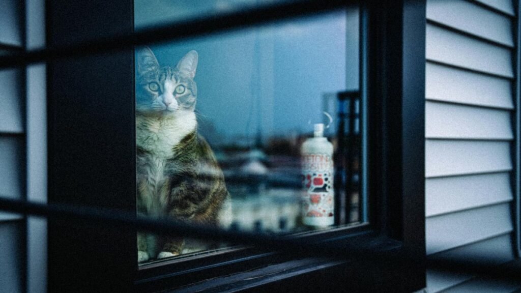 A tabby cat gazes through a window with an urban backdrop, capturing a serene New York interior.