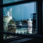 A tabby cat gazes through a window with an urban backdrop, capturing a serene New York interior.