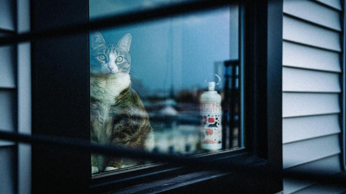 A tabby cat gazes through a window with an urban backdrop, capturing a serene New York interior.