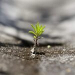 Close-up of a small green sprout pushing through a concrete crack, symbolizing resilience.