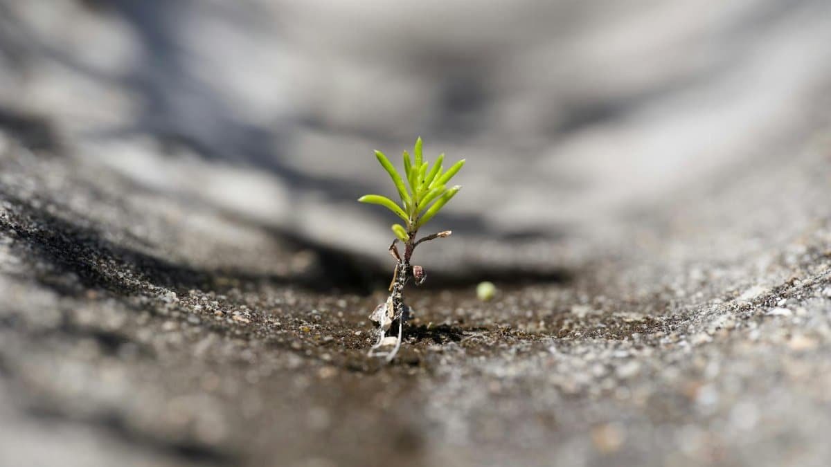 Close-up of a small green sprout pushing through a concrete crack, symbolizing resilience.