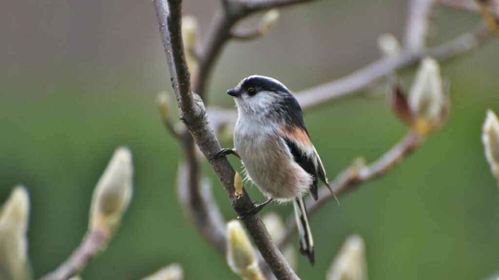 Close-up of a Long-tailed Tit perched on a budding branch in Incheon, South Korea.