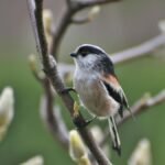 Close-up of a Long-tailed Tit perched on a budding branch in Incheon, South Korea.