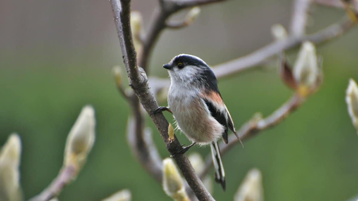 Close-up of a Long-tailed Tit perched on a budding branch in Incheon, South Korea.