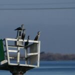 A group of cormorants perched on a navigation sign over a calm body of water.