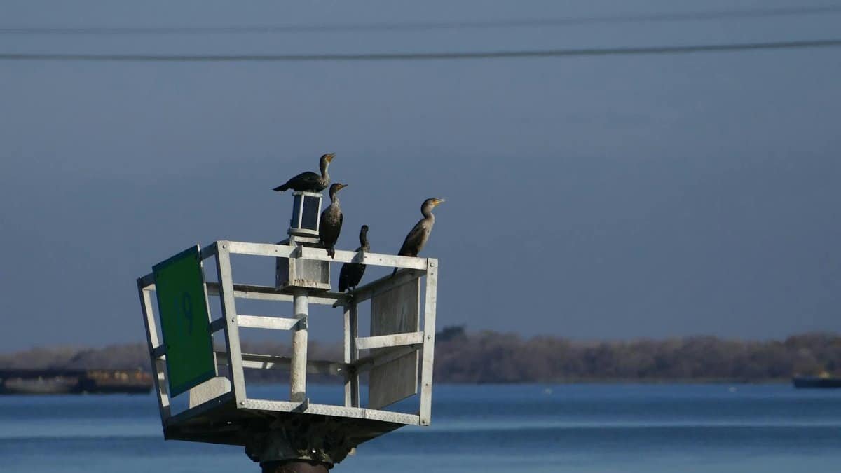 A group of cormorants perched on a navigation sign over a calm body of water.
