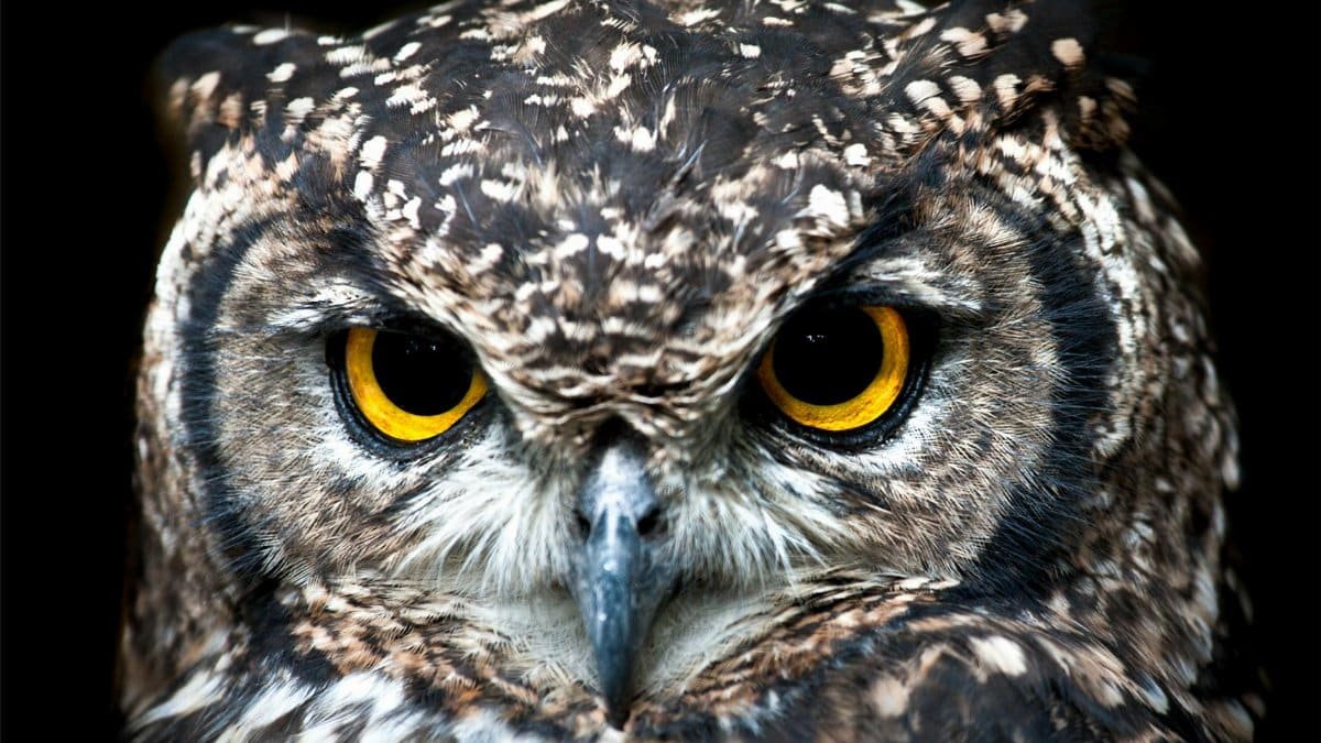 Intense close-up of a Spotted Eagle Owl showcasing its detailed plumage and piercing eyes.