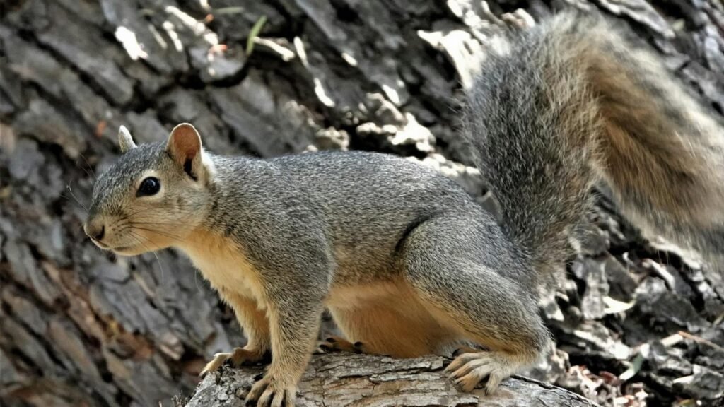 A lively squirrel perched on tree bark in Goleta, California, capturing natural curiosity.