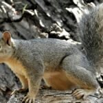 A lively squirrel perched on tree bark in Goleta, California, capturing natural curiosity.