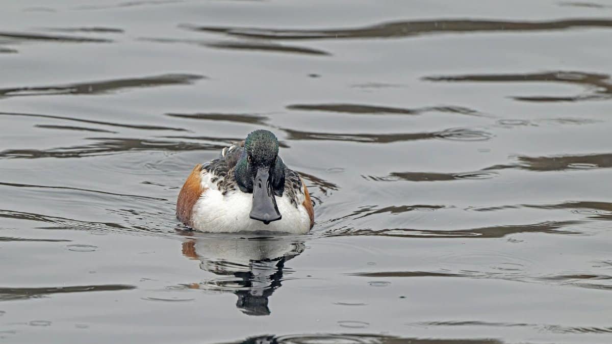 A Northern Shoveler duck swimming gracefully in the waters of Bremen, Germany.