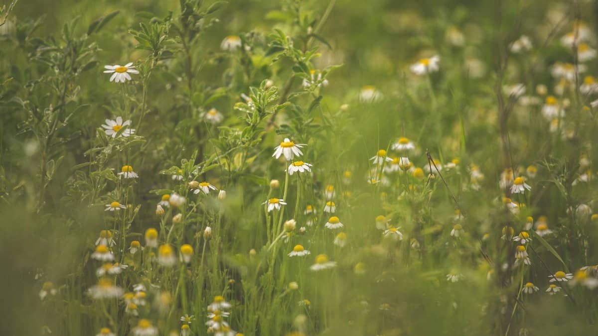 A tranquil meadow filled with blooming chamomile flowers under daylight, capturing nature's gentle beauty.