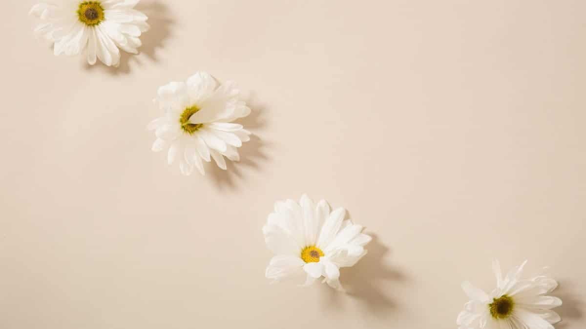 From above of tender fresh chamomile flower heads placed on beige surface in light studio