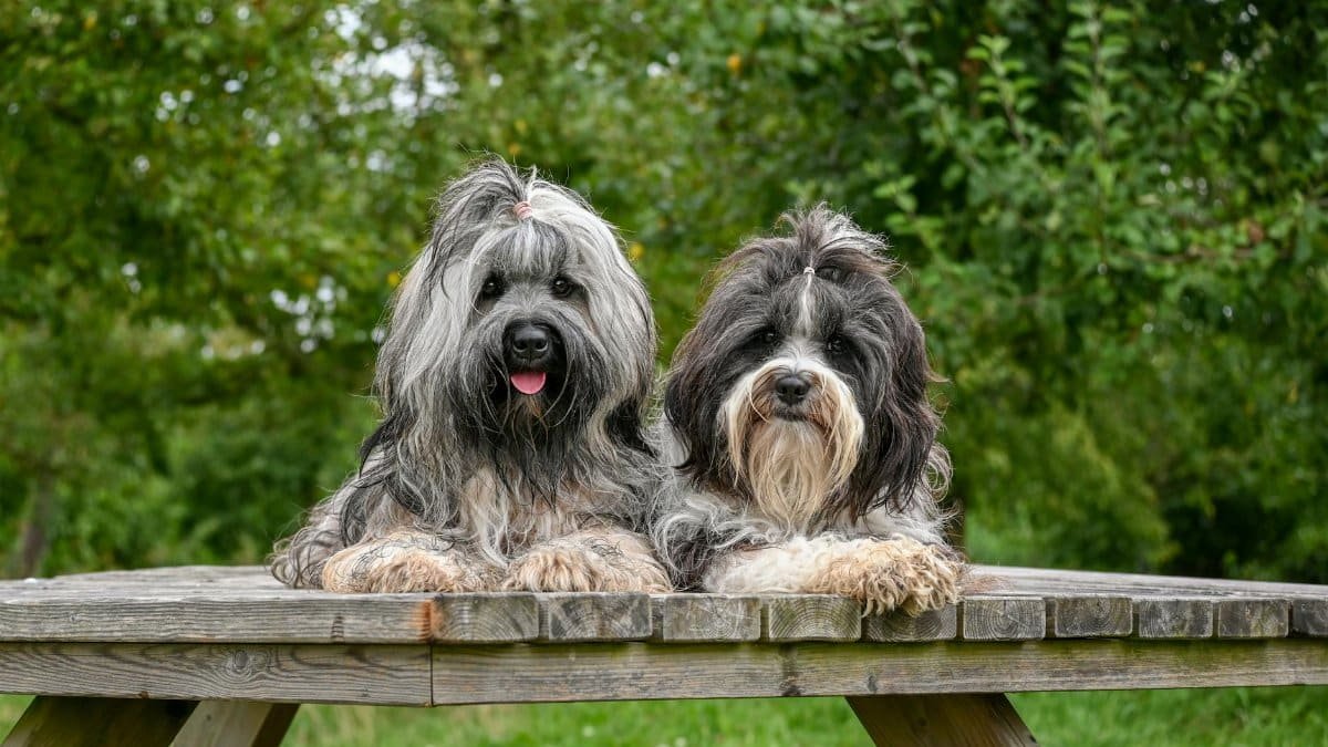 Free stock photo of dogs, on the table, picnic