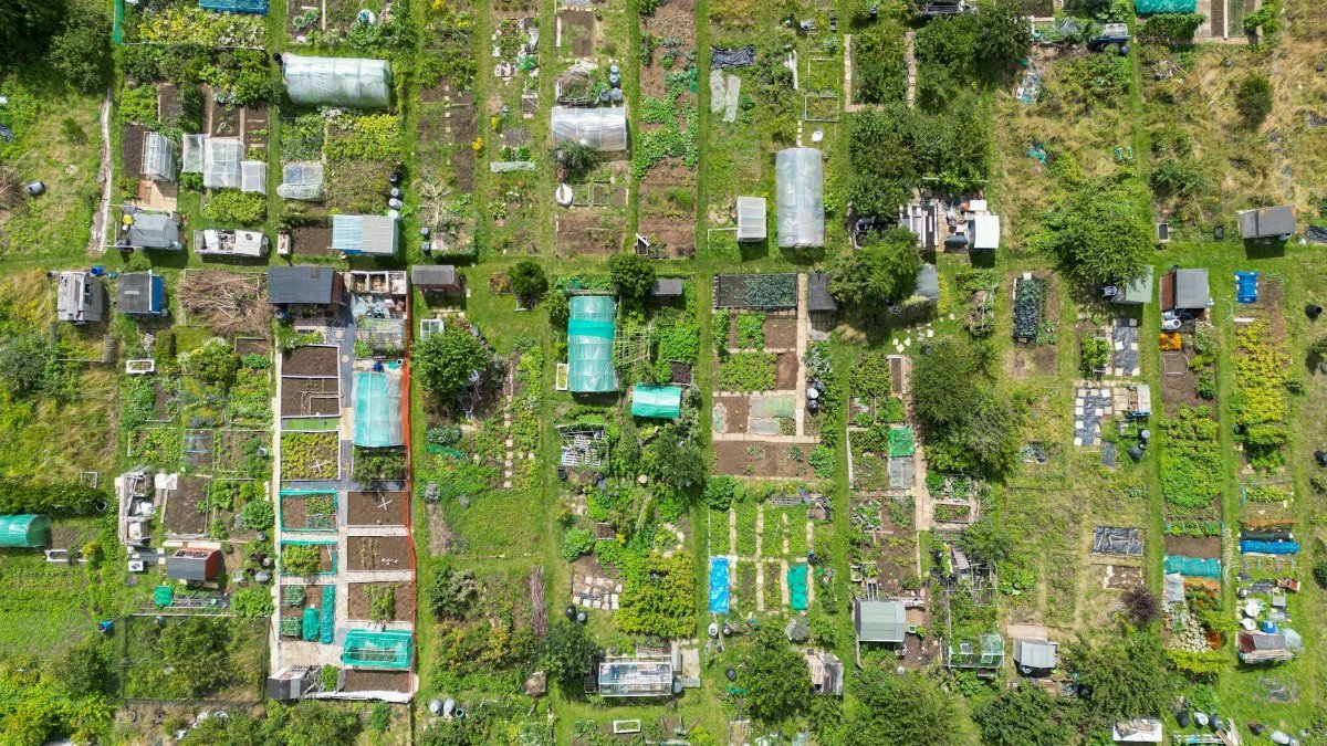 A top-down view of vibrant allotment gardens in Brighton, showcasing diverse plant growth.