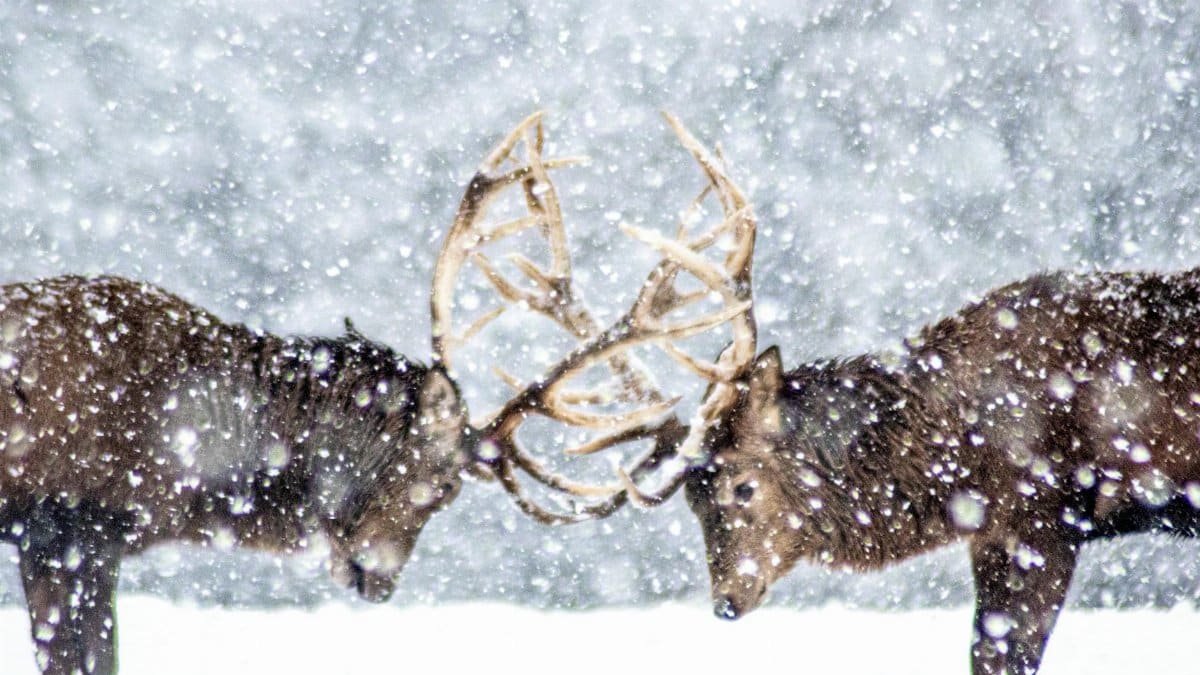 Two deer locking antlers during a snowfall in a winter landscape, showcasing nature's raw beauty.