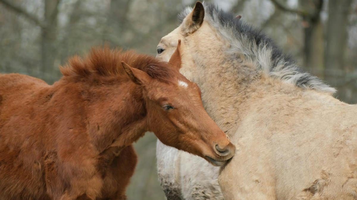 Two horses showing affection by nuzzling outdoors in a serene environment.