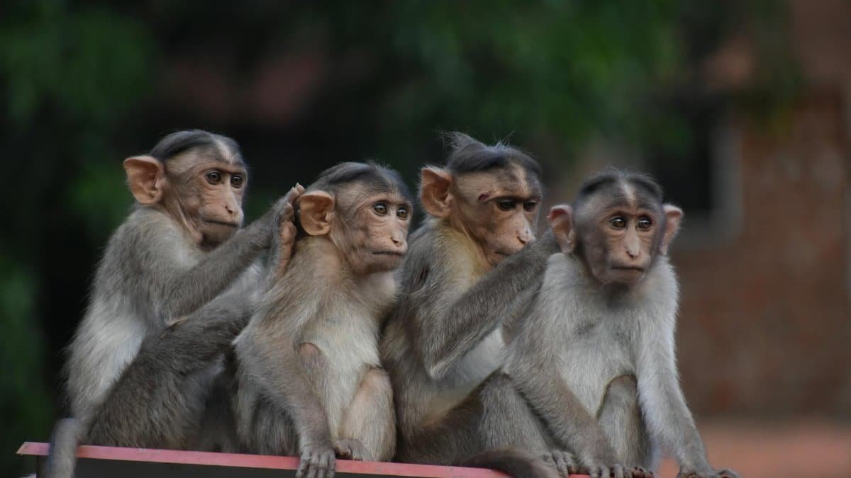 Four Rhesus macaques sitting together outdoors, showcasing social behavior in wildlife photography.