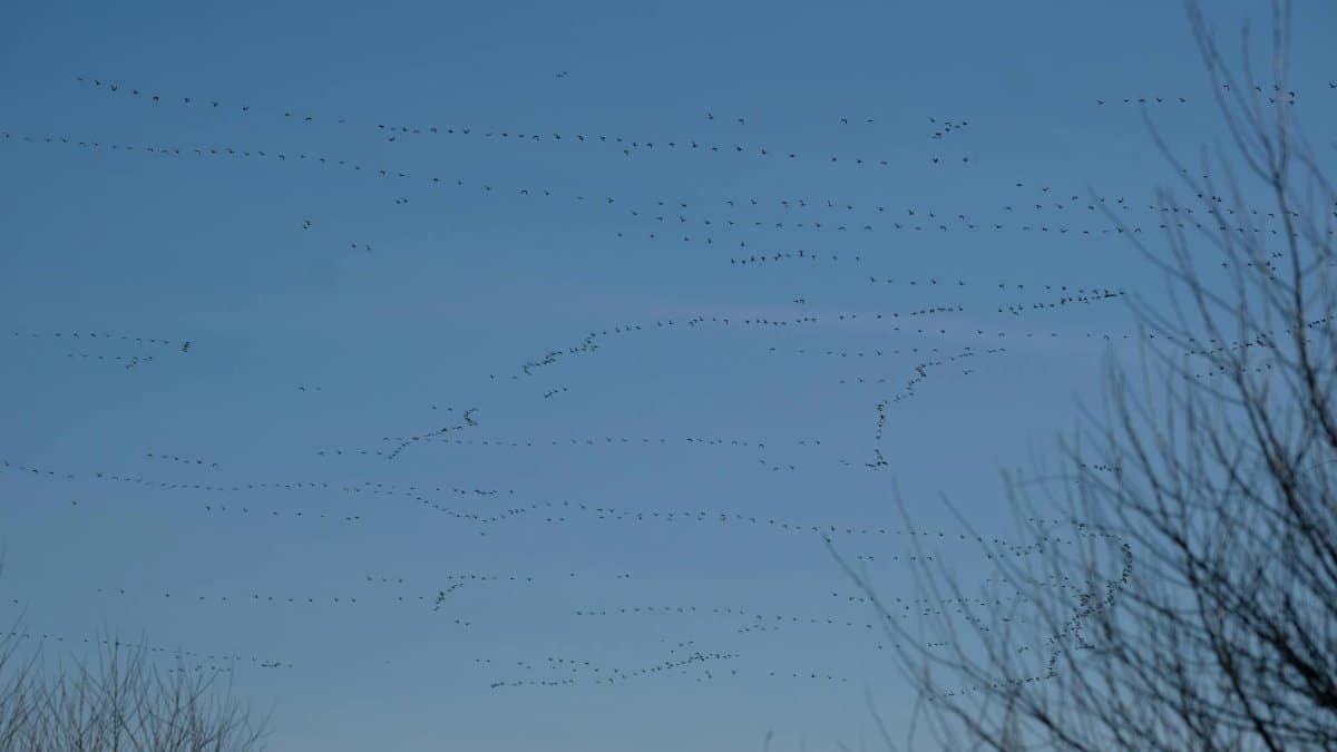 Migrating flock of birds at twilight over bare trees in Davis, California.