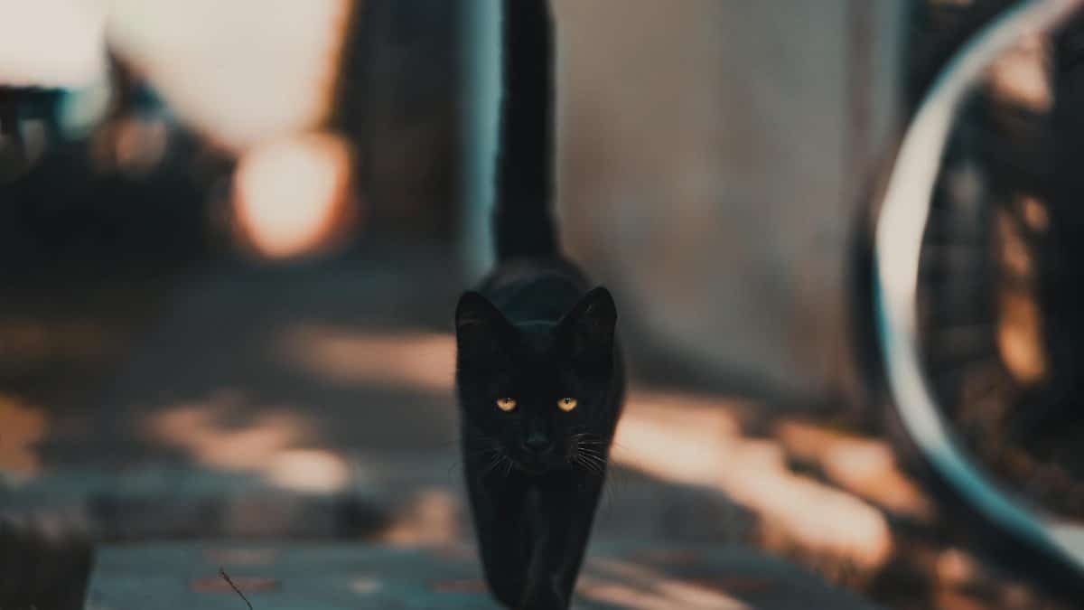 A sleek black cat walking confidently on a sunlit pathway, bathed in warm daylight.