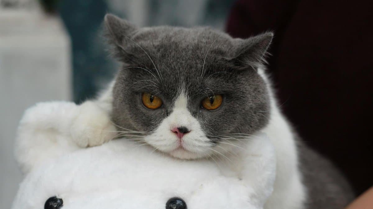 Charming British Shorthair cat lounging on a fluffy plush toy, showcasing cozy indoor vibes.