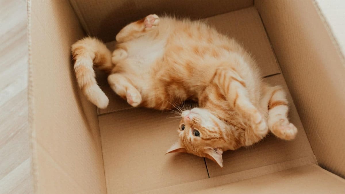 Cute ginger tabby kitten playfully lying on its back in a cardboard box indoors.