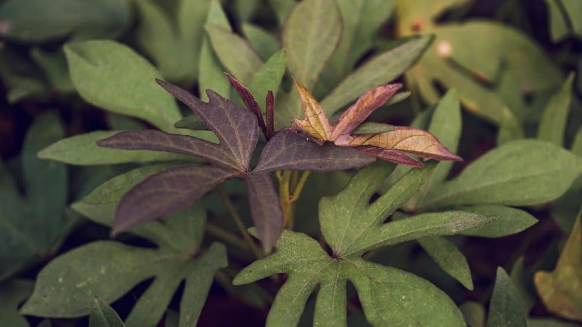 Detailed close-up of sweet potato leaves with unique colors in a garden in Yogyakarta, Indonesia.