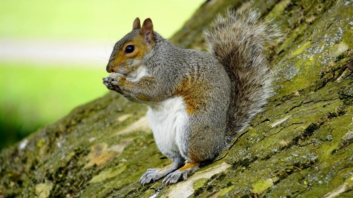 A detailed macro image of an Eastern Gray Squirrel (Sciurus carolinensis) on a tree outdoors.