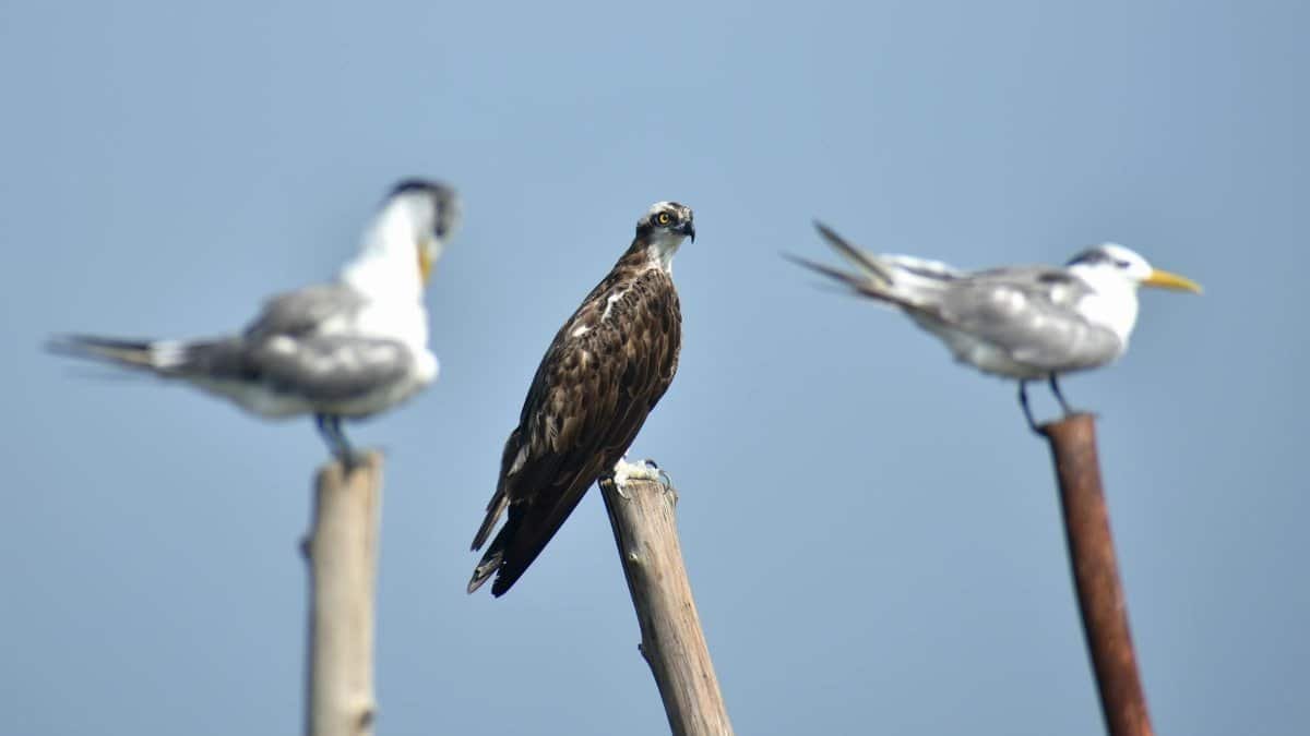 Three birds perching on stakes, showcasing raptors and seagulls against a clear blue sky.