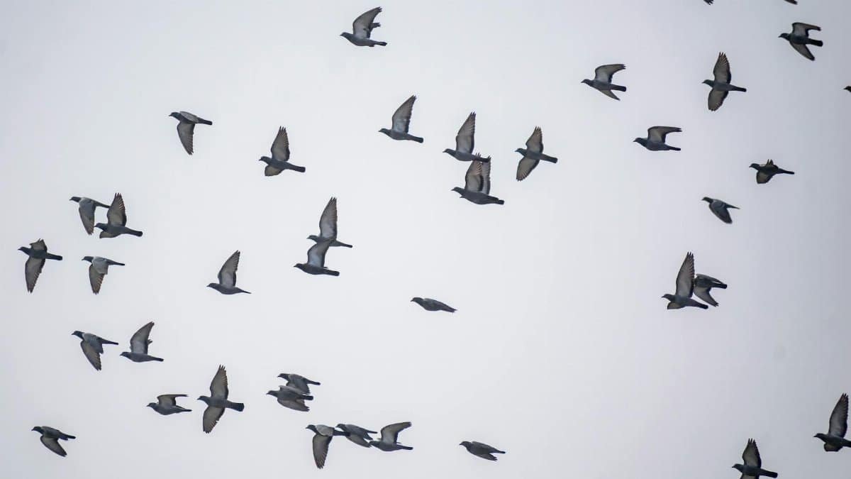 A large flock of pigeons in flight against a clear sky, showcasing wildlife beauty.